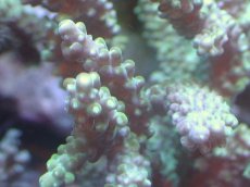 画像2: 【サンゴまとめ買い割引き10％〜20%OFF対象商品】 【サンゴ】【通販】ブリードミドリイシsp. （個体販売）（±8cm)No.20（生体）（サンゴ） (2)