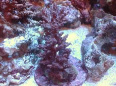 画像1: 【サンゴまとめ買い割引き10％〜20%OFF対象商品】 【サンゴ】【通販】ブリードミドリイシsp. （個体販売）（±8cm)No.21（生体）（サンゴ） (1)