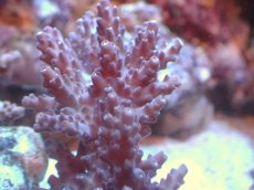 画像2: 【サンゴまとめ買い割引き10％〜20%OFF対象商品】 【サンゴ】【通販】ブリードミドリイシsp. （個体販売）（±8cm)No.21（生体）（サンゴ） (2)