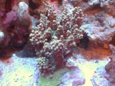 画像1: 【サンゴまとめ買い割引き10％〜20%OFF対象商品】 【サンゴ】【通販】ブリードミドリイシsp. （個体販売）（±8cm)No.22（生体）（サンゴ） (1)