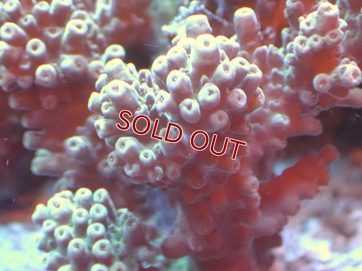 画像2: 【サンゴ】【通販】ブリードミドリイシsp. （個体販売）（±8cm)No.22（生体）（サンゴ） (2)