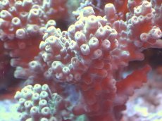 画像2: 【サンゴまとめ買い割引き10％〜20%OFF対象商品】 【サンゴ】【通販】ブリードミドリイシsp. （個体販売）（±8cm)No.22（生体）（サンゴ） (2)