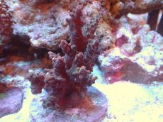 画像1: 【サンゴまとめ買い割引き10％〜20%OFF対象商品】 【サンゴ】【通販】ブリードミドリイシsp. （個体販売）（±8cm)No.23（生体）（サンゴ） (1)