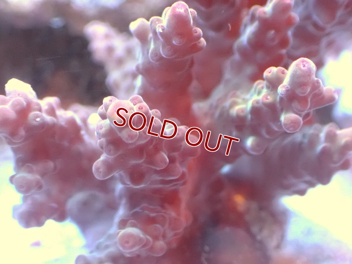 画像2: 【サンゴまとめ買い割引き10％〜20%OFF対象商品】 【サンゴ】【通販】ブリードミドリイシsp. （個体販売）（±8cm)No.23（生体）（サンゴ） (2)