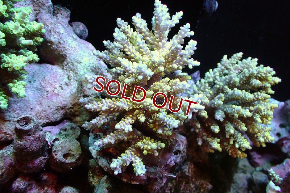 画像1: 【サンゴまとめ買い割引き10％〜20%OFF対象商品】 【サンゴ】【通販】ブリードミドリイシsp. （Pikachu)MLサイズ（個体販売）（±11cm)No.1（生体）（サンゴ） (1)