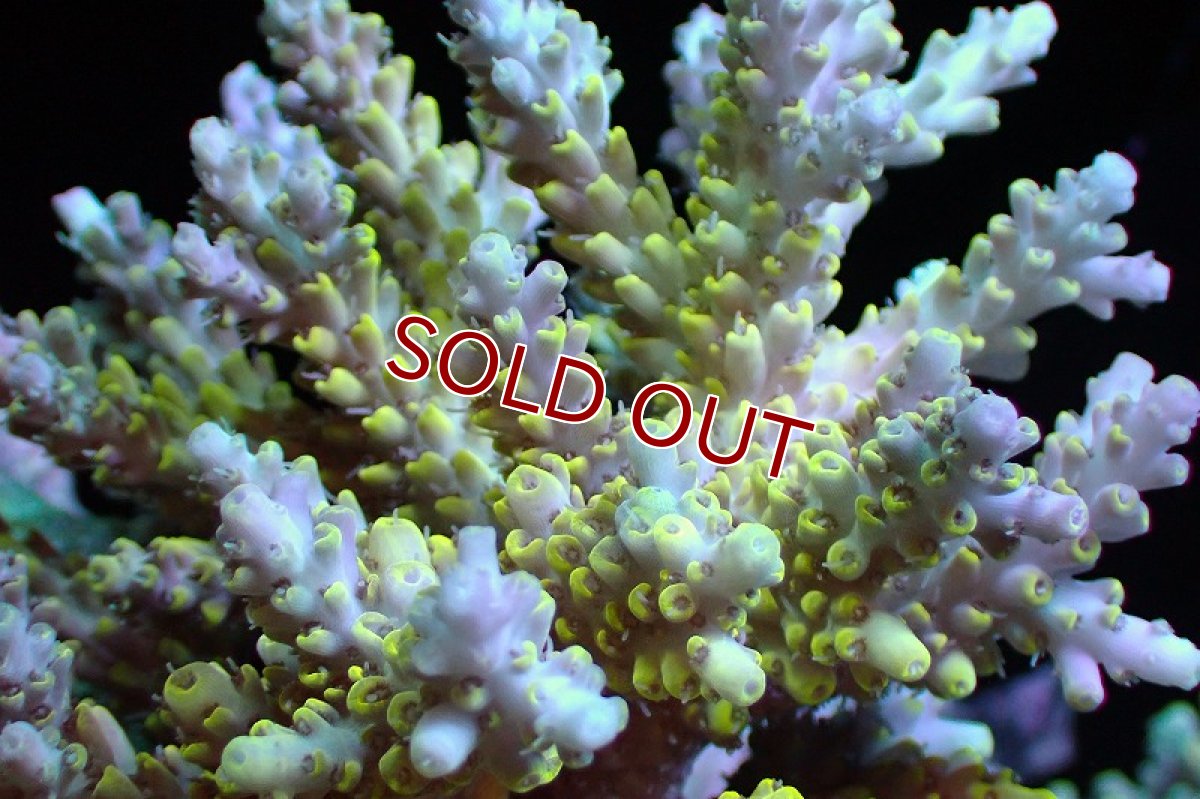 画像2: 【サンゴまとめ買い割引き10％〜20%OFF対象商品】 【サンゴ】【通販】ブリードミドリイシsp. （Pikachu)MLサイズ（個体販売）（±11cm)No.1（生体）（サンゴ） (2)