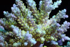 画像2: 【サンゴまとめ買い割引き10％〜20%OFF対象商品】 【サンゴ】【通販】ブリードミドリイシsp. （Pikachu)MLサイズ（個体販売）（±11cm)No.1（生体）（サンゴ） (2)