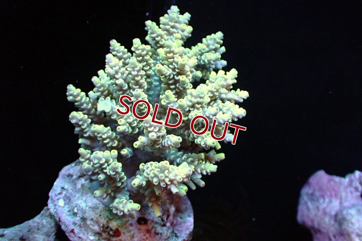 画像1: 【サンゴまとめ買い割引き10％〜20%OFF対象商品】 【サンゴ】【通販】ブリードミドリイシsp. （美カラー)Mサイズ（個体販売）（±9cm)No.2（生体）（サンゴ） (1)