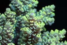 画像2: 【サンゴまとめ買い割引き10％〜20%OFF対象商品】 【サンゴ】【通販】ブリードミドリイシsp. （美カラー)Mサイズ（個体販売）（±9cm)No.2（生体）（サンゴ） (2)