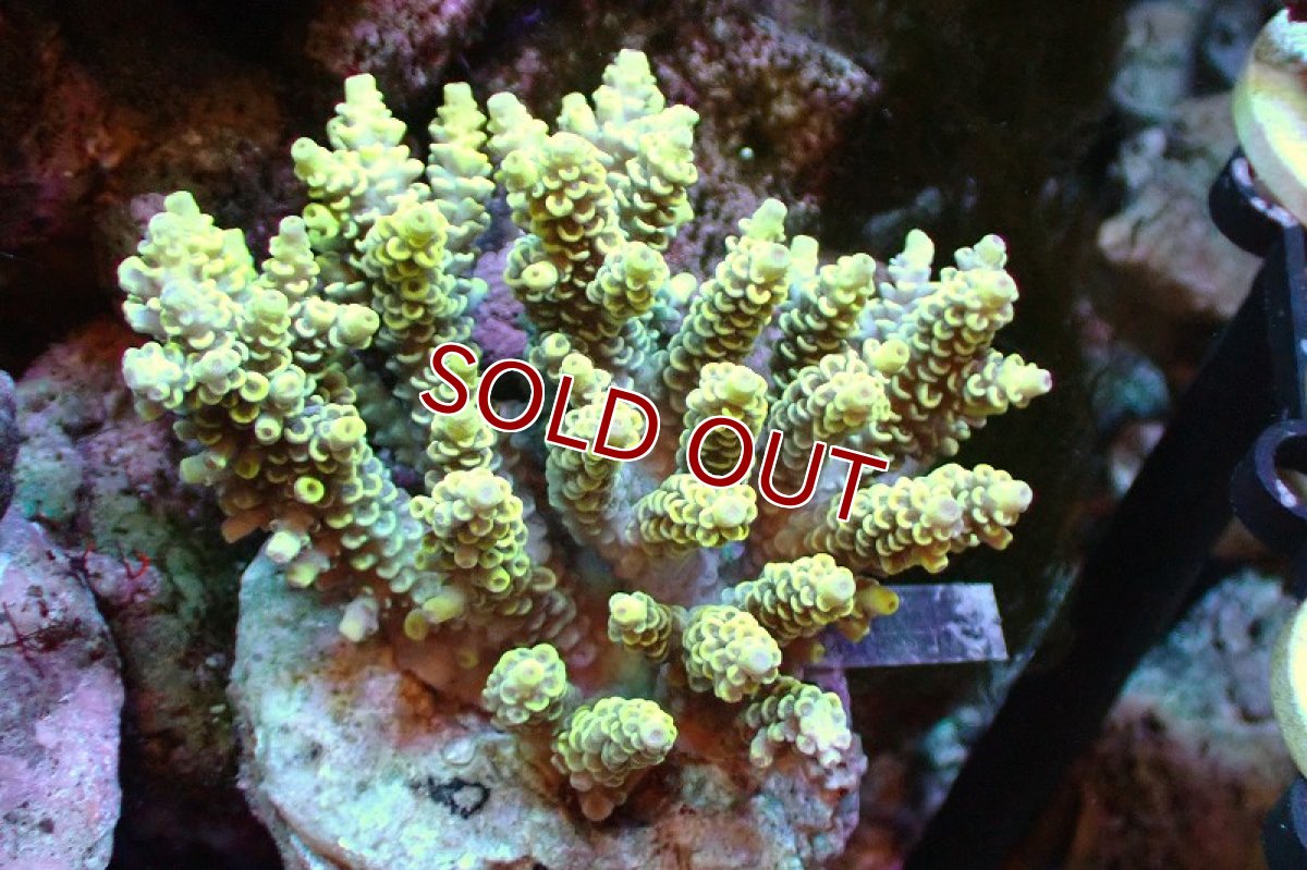 画像1: 【サンゴまとめ買い割引き10％〜20%OFF対象商品】 【サンゴ】【通販】ブリードミドリイシsp. （美カラー)Mサイズ（個体販売）（±9cm)No.3（生体）（サンゴ） (1)