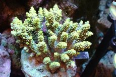 画像1: 【サンゴまとめ買い割引き10％〜20%OFF対象商品】 【サンゴ】【通販】ブリードミドリイシsp. （美カラー)Mサイズ（個体販売）（±9cm)No.3（生体）（サンゴ） (1)