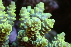 画像2: 【サンゴまとめ買い割引き10％〜20%OFF対象商品】 【サンゴ】【通販】ブリードミドリイシsp. （美カラー)Mサイズ（個体販売）（±9cm)No.3（生体）（サンゴ） (2)