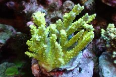 画像1: 【サンゴまとめ買い割引き10％〜20%OFF対象商品】 【サンゴ】【通販】ブリードミドリイシsp. （美カラー)Mサイズ（個体販売）（±9cm)No.4（生体）（サンゴ） (1)