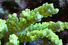 画像2: 【サンゴまとめ買い割引き10％〜20%OFF対象商品】 【サンゴ】【通販】ブリードミドリイシsp. （美カラー)Mサイズ（個体販売）（±9cm)No.4（生体）（サンゴ） (2)