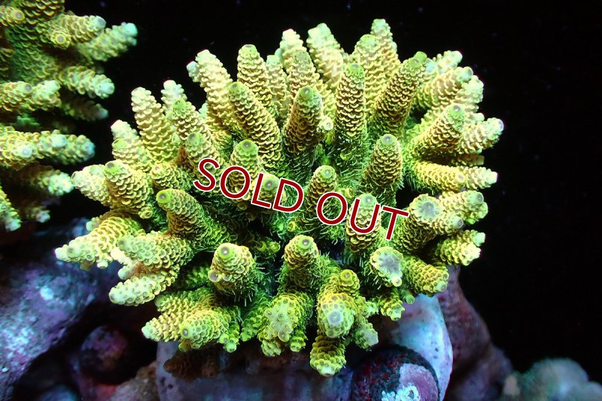 画像1: 【サンゴまとめ買い割引き10％〜20%OFF対象商品】 【サンゴ】【通販】ブリードミドリイシsp. （美カラー)Mサイズ（個体販売）（±9cm)No.5（生体）（サンゴ） (1)