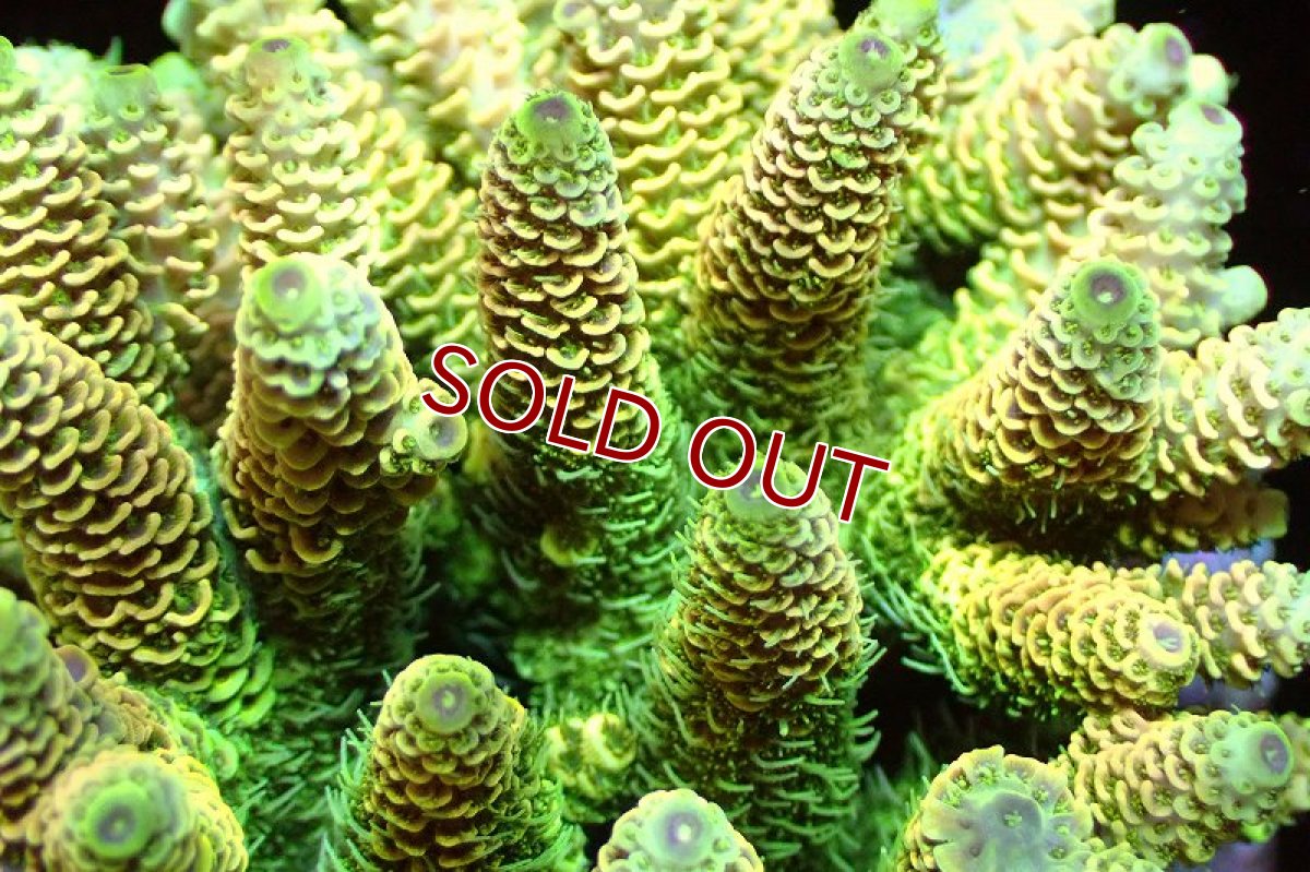 画像2: 【サンゴまとめ買い割引き10％〜20%OFF対象商品】 【サンゴ】【通販】ブリードミドリイシsp. （美カラー)Mサイズ（個体販売）（±9cm)No.5（生体）（サンゴ） (2)