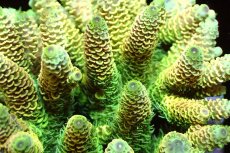 画像2: 【サンゴまとめ買い割引き10％〜20%OFF対象商品】 【サンゴ】【通販】ブリードミドリイシsp. （美カラー)Mサイズ（個体販売）（±9cm)No.5（生体）（サンゴ） (2)