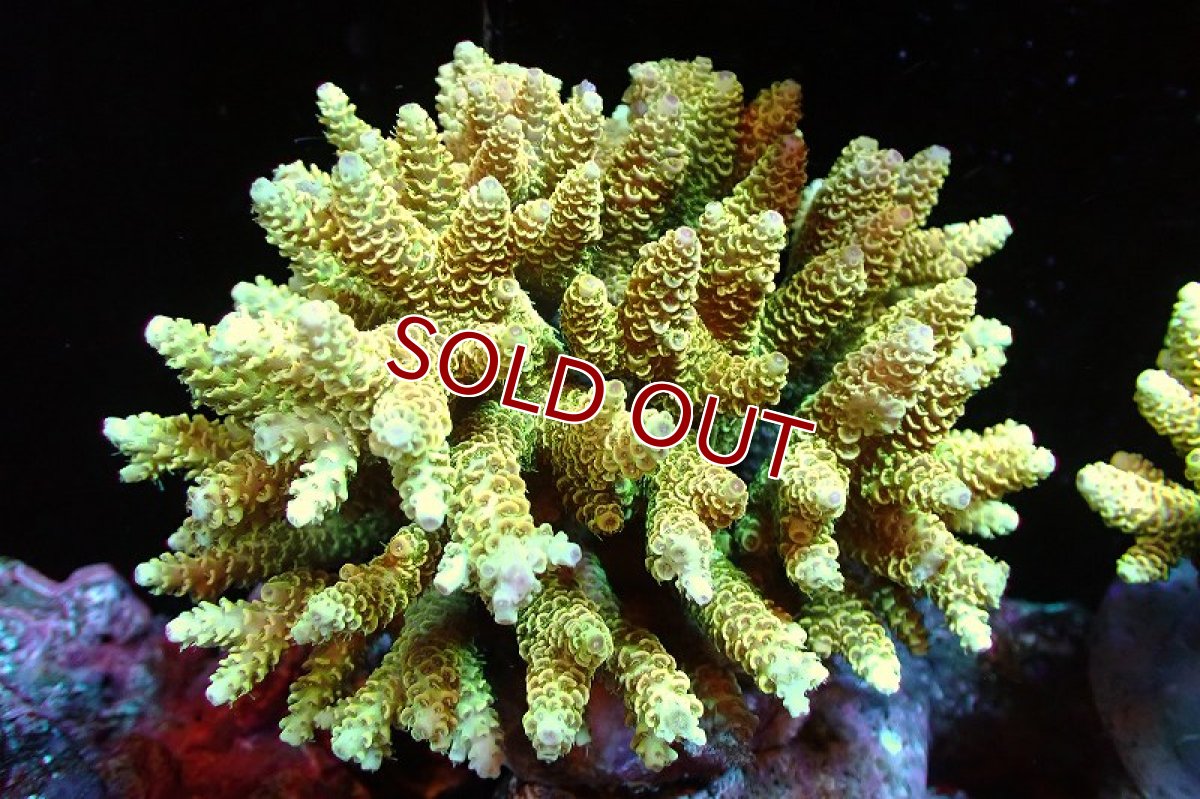 画像1: 【サンゴまとめ買い割引き10％〜20%OFF対象商品】 【サンゴ】【通販】ブリードミドリイシsp. （美カラー)MLサイズ（個体販売）（±11cm)No.6（生体）（サンゴ） (1)