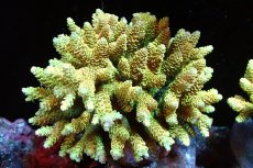 画像1: 【サンゴまとめ買い割引き10％〜20%OFF対象商品】 【サンゴ】【通販】ブリードミドリイシsp. （美カラー)MLサイズ（個体販売）（±11cm)No.6（生体）（サンゴ） (1)