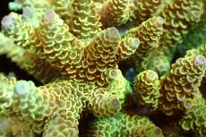 画像2: 【サンゴまとめ買い割引き10％〜20%OFF対象商品】 【サンゴ】【通販】ブリードミドリイシsp. （美カラー)MLサイズ（個体販売）（±11cm)No.6（生体）（サンゴ） (2)