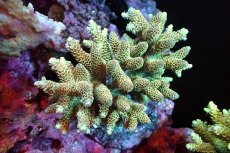 画像1: 【サンゴまとめ買い割引き10％〜20%OFF対象商品】 【サンゴ】【通販】ブリードミドリイシsp. （美カラー)MLサイズ（個体販売）（±11cm)No.7（生体）（サンゴ） (1)