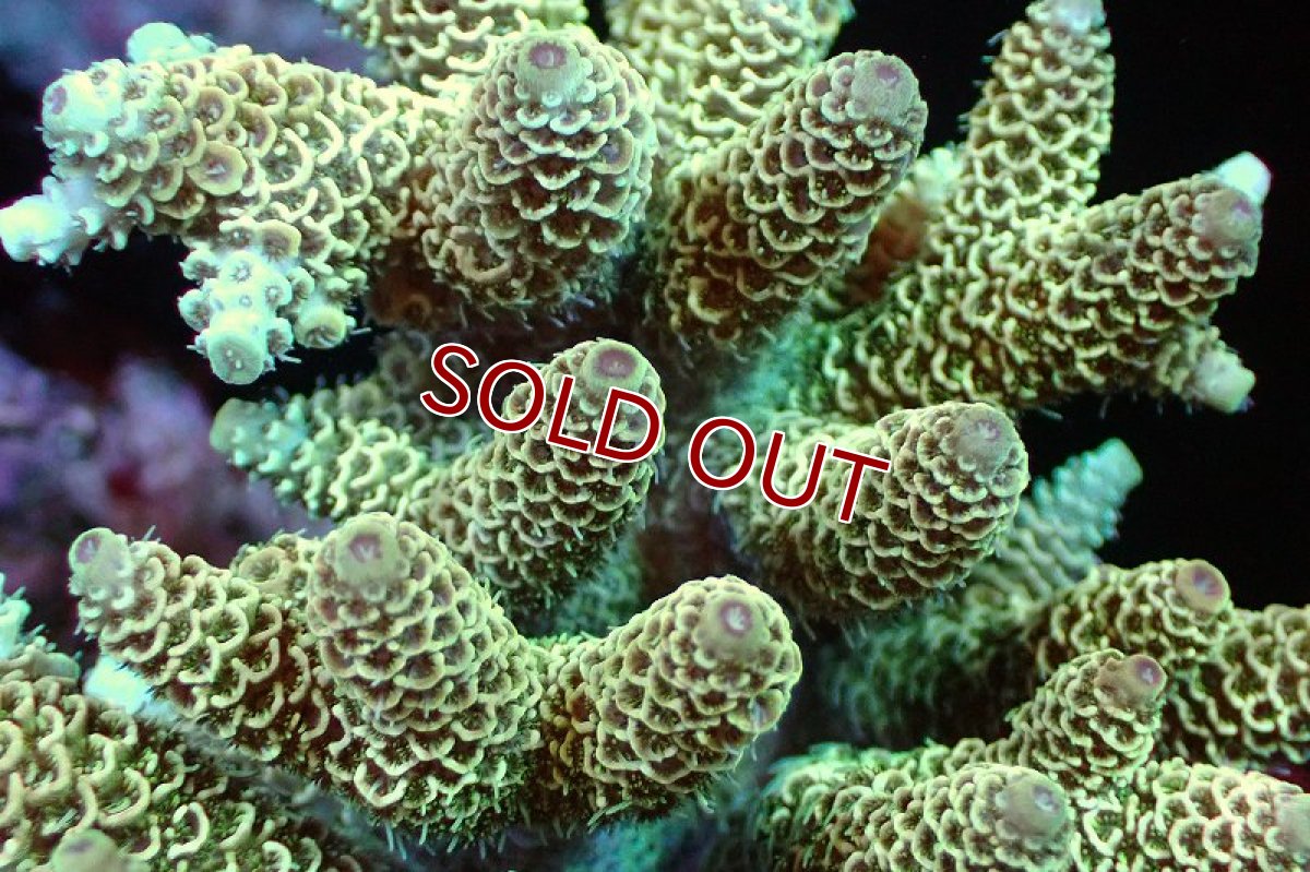 画像2: 【サンゴまとめ買い割引き10％〜20%OFF対象商品】 【サンゴ】【通販】ブリードミドリイシsp. （美カラー)MLサイズ（個体販売）（±11cm)No.7（生体）（サンゴ） (2)