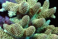 画像2: 【サンゴまとめ買い割引き10％〜20%OFF対象商品】 【サンゴ】【通販】ブリードミドリイシsp. （美カラー)MLサイズ（個体販売）（±11cm)No.7（生体）（サンゴ） (2)