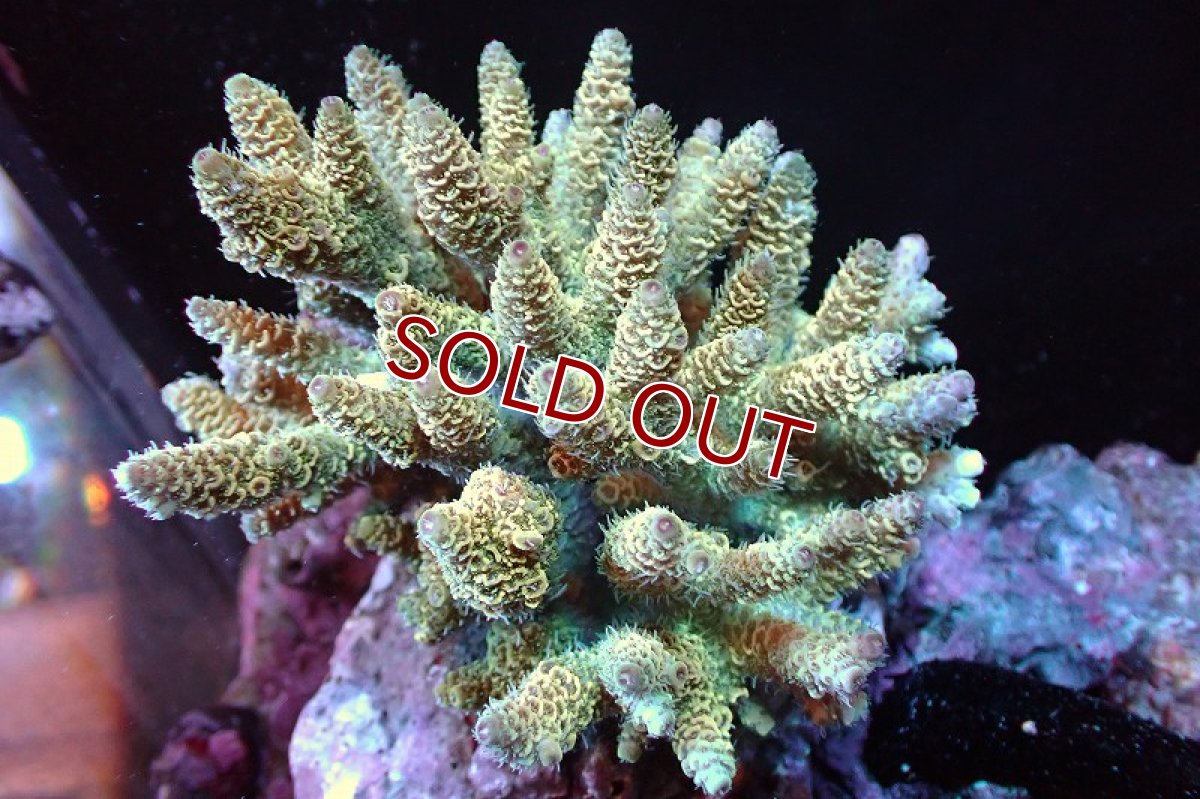 画像1: 【サンゴまとめ買い割引き10％〜20%OFF対象商品】 【サンゴ】【通販】ブリードミドリイシsp. （美カラー)MLサイズ（個体販売）（±11cm)No.8（生体）（サンゴ） (1)