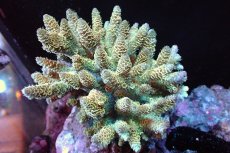 画像1: 【サンゴまとめ買い割引き10％〜20%OFF対象商品】 【サンゴ】【通販】ブリードミドリイシsp. （美カラー)MLサイズ（個体販売）（±11cm)No.8（生体）（サンゴ） (1)