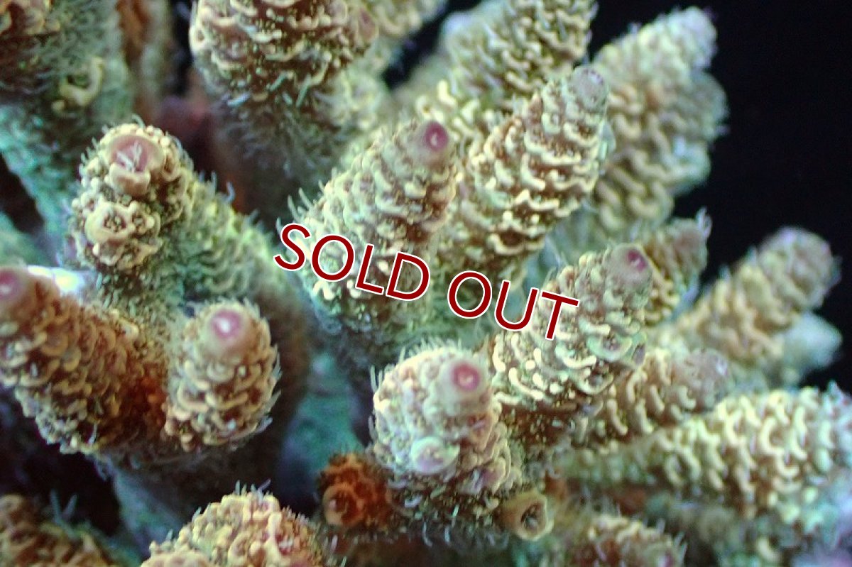 画像2: 【サンゴまとめ買い割引き10％〜20%OFF対象商品】 【サンゴ】【通販】ブリードミドリイシsp. （美カラー)MLサイズ（個体販売）（±11cm)No.8（生体）（サンゴ） (2)