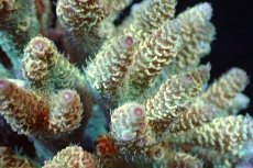 画像2: 【サンゴまとめ買い割引き10％〜20%OFF対象商品】 【サンゴ】【通販】ブリードミドリイシsp. （美カラー)MLサイズ（個体販売）（±11cm)No.8（生体）（サンゴ） (2)