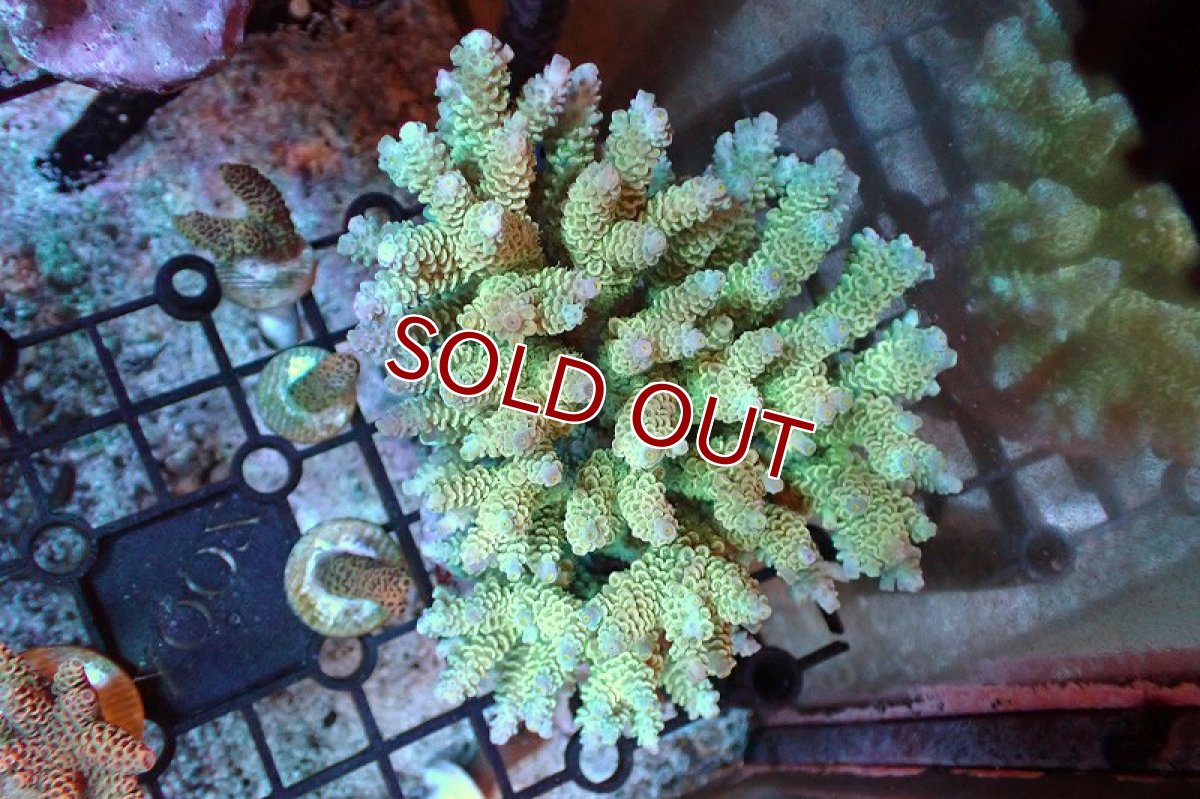 画像1: 【サンゴまとめ買い割引き10％〜20%OFF対象商品】 【サンゴ】【通販】ブリードミドリイシsp. （美カラー)Lサイズ（個体販売）（±13cm)No.9（生体）（サンゴ） (1)
