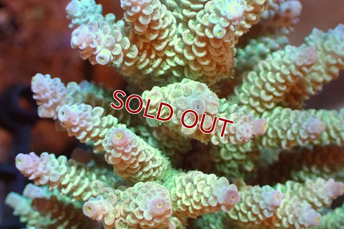 画像2: 【サンゴまとめ買い割引き10％〜20%OFF対象商品】 【サンゴ】【通販】ブリードミドリイシsp. （美カラー)Lサイズ（個体販売）（±13cm)No.9（生体）（サンゴ） (2)