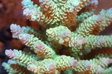 画像2: 【サンゴまとめ買い割引き10％〜20%OFF対象商品】 【サンゴ】【通販】ブリードミドリイシsp. （美カラー)Lサイズ（個体販売）（±13cm)No.9（生体）（サンゴ） (2)