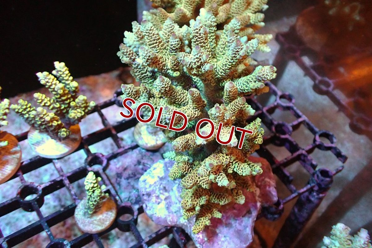 画像1: 【サンゴまとめ買い割引き10％〜20%OFF対象商品】 【サンゴ】【通販】ブリードミドリイシsp. （美カラー)MLサイズ（個体販売）（±11cm)No.10（生体）（サンゴ） (1)