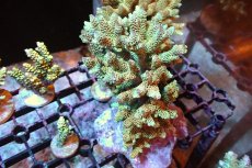 画像1: 【サンゴまとめ買い割引き10％〜20%OFF対象商品】 【サンゴ】【通販】ブリードミドリイシsp. （美カラー)MLサイズ（個体販売）（±11cm)No.10（生体）（サンゴ） (1)