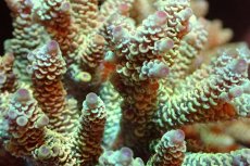 画像2: 【サンゴまとめ買い割引き10％〜20%OFF対象商品】 【サンゴ】【通販】ブリードミドリイシsp. （美カラー)MLサイズ（個体販売）（±11cm)No.10（生体）（サンゴ） (2)