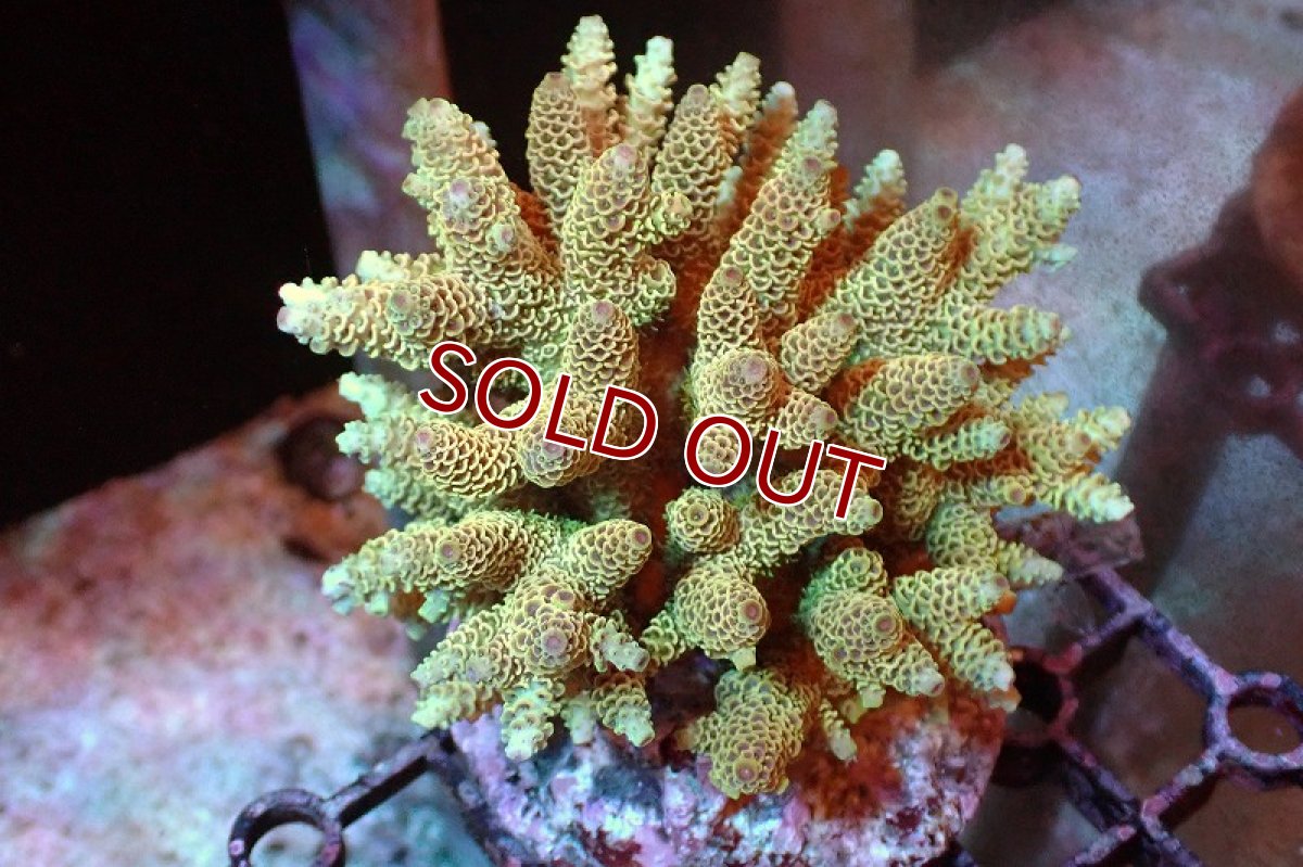 画像1: 【サンゴまとめ買い割引き10％〜20%OFF対象商品】 【サンゴ】【通販】ブリードミドリイシsp. （美カラー)Mサイズ（個体販売）（±9cm)No.11（生体）（サンゴ） (1)