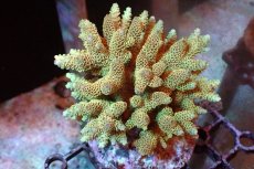 画像1: 【サンゴまとめ買い割引き10％〜20%OFF対象商品】 【サンゴ】【通販】ブリードミドリイシsp. （美カラー)Mサイズ（個体販売）（±9cm)No.11（生体）（サンゴ） (1)