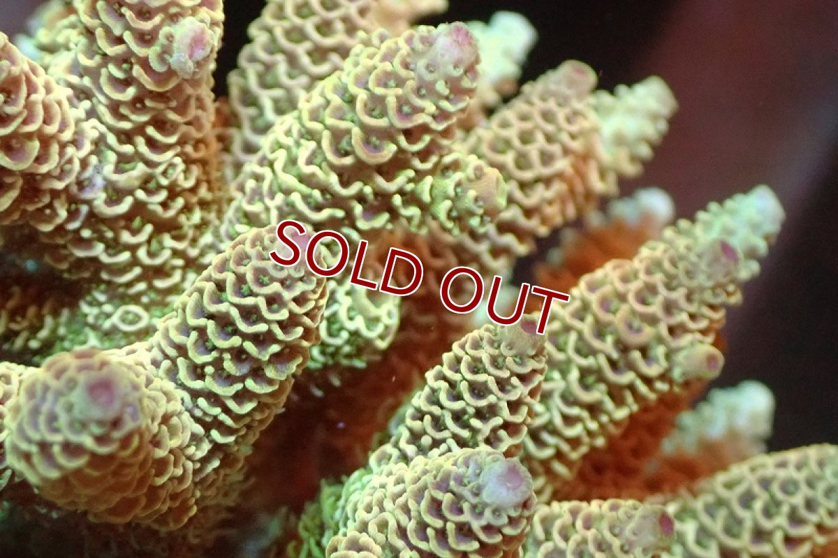 画像2: 【サンゴまとめ買い割引き10％〜20%OFF対象商品】 【サンゴ】【通販】ブリードミドリイシsp. （美カラー)Mサイズ（個体販売）（±9cm)No.11（生体）（サンゴ） (2)