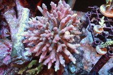 画像1: 【サンゴまとめ買い割引き10％〜20%OFF対象商品】 【サンゴ】【通販】ブリードミドリイシsp. （美カラー)MLサイズ（個体販売）（±11cm)No.12（生体）（サンゴ） (1)