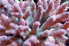 画像2: 【サンゴまとめ買い割引き10％〜20%OFF対象商品】 【サンゴ】【通販】ブリードミドリイシsp. （美カラー)MLサイズ（個体販売）（±11cm)No.12（生体）（サンゴ） (2)