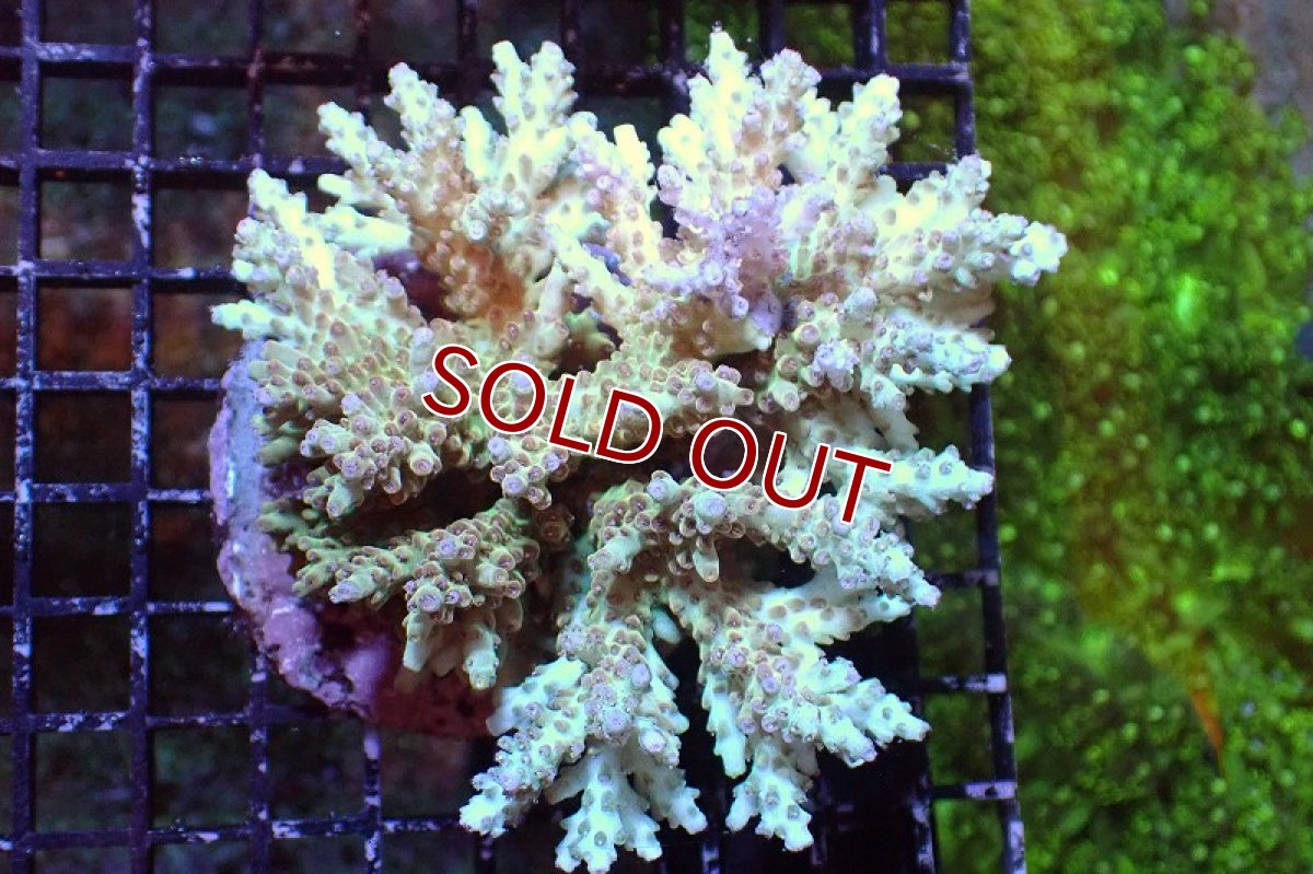 画像1: 【サンゴまとめ買い割引き10％〜20%OFF対象商品】 【サンゴ】【通販】ブリードミドリイシsp. （美カラー)MLサイズ（個体販売）（±11cm)No.13（生体）（サンゴ） (1)