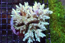 画像1: 【サンゴまとめ買い割引き10％〜20%OFF対象商品】 【サンゴ】【通販】ブリードミドリイシsp. （美カラー)MLサイズ（個体販売）（±11cm)No.13（生体）（サンゴ） (1)