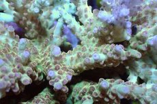 画像2: 【サンゴまとめ買い割引き10％〜20%OFF対象商品】 【サンゴ】【通販】ブリードミドリイシsp. （美カラー)MLサイズ（個体販売）（±11cm)No.13（生体）（サンゴ） (2)