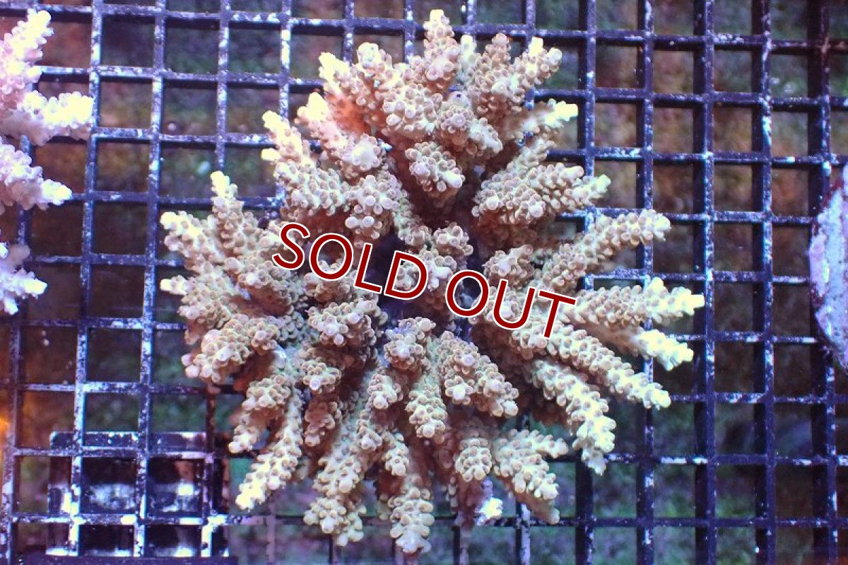 画像1: 【サンゴまとめ買い割引き10％〜20%OFF対象商品】 【サンゴ】【通販】ブリードミドリイシsp. （美カラー)MLサイズ（個体販売）（±11cm)No.14（生体）（サンゴ） (1)