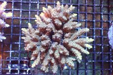 画像1: 【サンゴまとめ買い割引き10％〜20%OFF対象商品】 【サンゴ】【通販】ブリードミドリイシsp. （美カラー)MLサイズ（個体販売）（±11cm)No.14（生体）（サンゴ） (1)