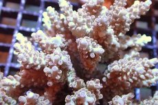 画像2: 【サンゴまとめ買い割引き10％〜20%OFF対象商品】 【サンゴ】【通販】ブリードミドリイシsp. （美カラー)MLサイズ（個体販売）（±11cm)No.14（生体）（サンゴ） (2)