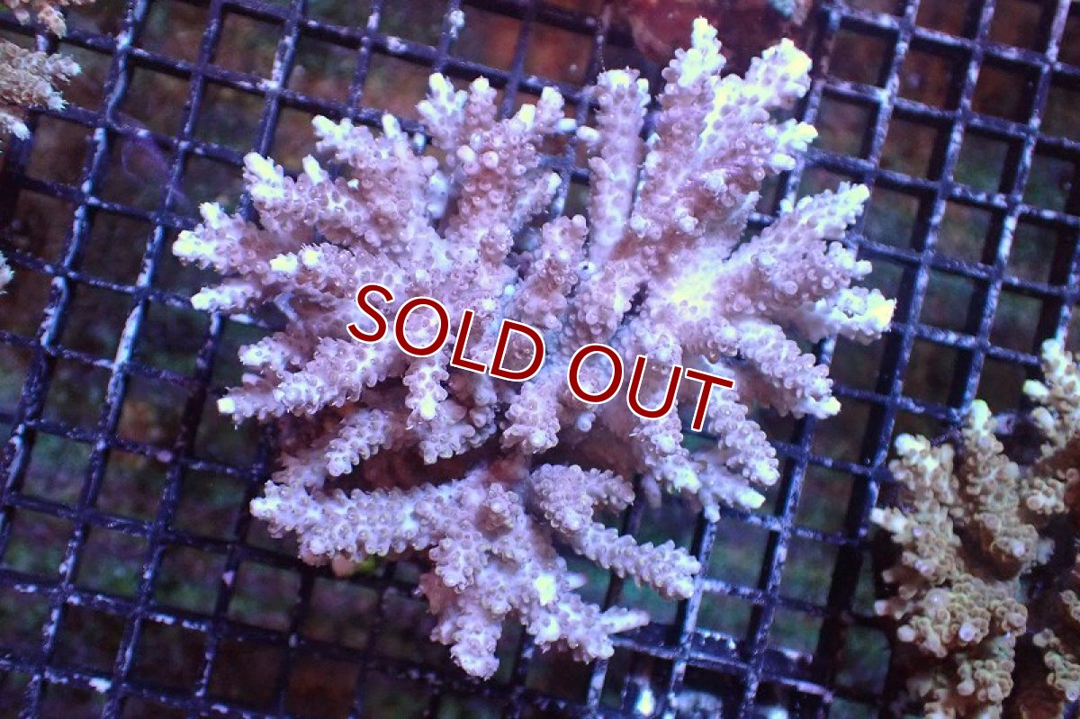 画像1: 【サンゴまとめ買い割引き10％〜20%OFF対象商品】 【サンゴ】【通販】ブリードミドリイシsp. （美カラー)MLサイズ（個体販売）（±11cm)No.15（生体）（サンゴ） (1)