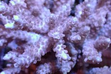 画像2: 【サンゴまとめ買い割引き10％〜20%OFF対象商品】 【サンゴ】【通販】ブリードミドリイシsp. （美カラー)MLサイズ（個体販売）（±11cm)No.15（生体）（サンゴ） (2)